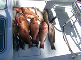 Boats limit of Big Oak Island Red Grouper